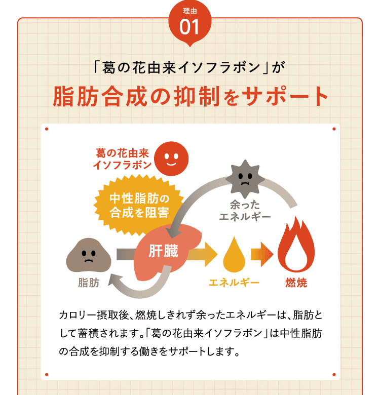 「葛の花由来イソフラボン」が脂肪合成の抑制をサポート