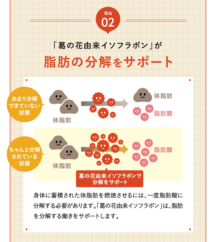 「葛の花由来イソフラボン」が脂肪の分解をサポート