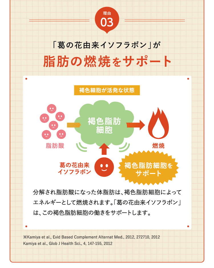 「葛の花由来イソフラボン」が脂肪の燃焼をサポート