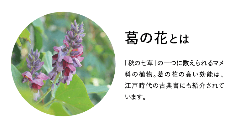 葛の花とは